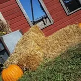 Cottage Lane Pumpkin Patch photo