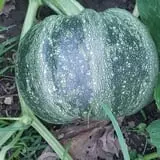 Cottage Lane Pumpkin Patch photo