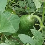 Cottage Lane Pumpkin Patch photo