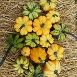 Cottage Lane Pumpkin Patch photo