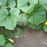 Cottage Lane Pumpkin Patch photo