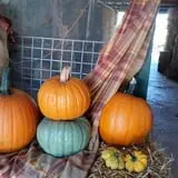 Cottage Lane Pumpkin Patch photo
