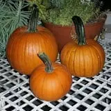 Cottage Lane Pumpkin Patch photo