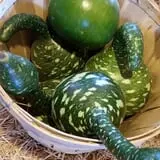 Cottage Lane Pumpkin Patch photo