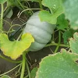 Cottage Lane Pumpkin Patch photo