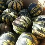 Cottage Lane Pumpkin Patch photo