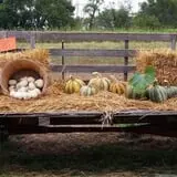 Cottage Lane Pumpkin Patch photo