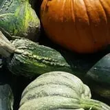 Cottage Lane Pumpkin Patch photo
