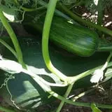 Cottage Lane Pumpkin Patch photo