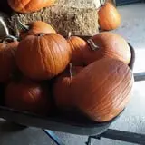 Cottage Lane Pumpkin Patch photo