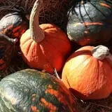 Cottage Lane Pumpkin Patch photo