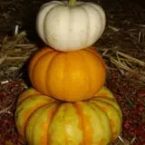 Cottage Lane Pumpkin Patch photo