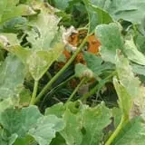 Cottage Lane Pumpkin Patch photo