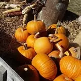Cottage Lane Pumpkin Patch photo