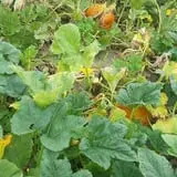 Cottage Lane Pumpkin Patch photo