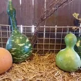 Cottage Lane Pumpkin Patch photo