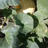Cottage Lane Pumpkin Patch photo