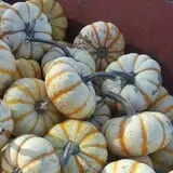 Cottage Lane Pumpkin Patch photo