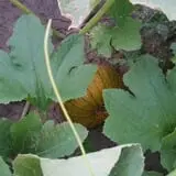 Cottage Lane Pumpkin Patch photo