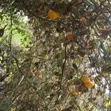 Cottage Lane Pumpkin Patch photo