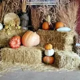 Cottage Lane Pumpkin Patch photo