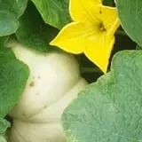 Cottage Lane Pumpkin Patch photo