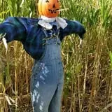 Cottage Lane Pumpkin Patch photo