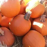 Cottage Lane Pumpkin Patch photo