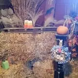 Cottage Lane Pumpkin Patch photo