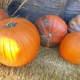 Cottage Lane Pumpkin Patch photo