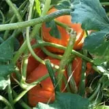 Schaake's Pumpkin Patch photo