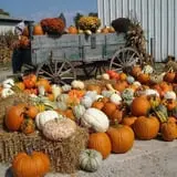 Schaake's Pumpkin Patch photo