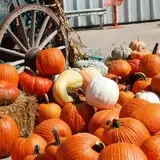 Schaake's Pumpkin Patch photo