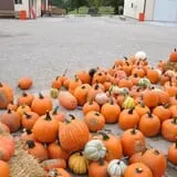 Schaake's Pumpkin Patch photo