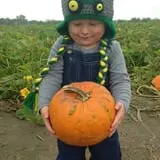 Schaake's Pumpkin Patch photo