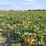 Schaake's Pumpkin Patch photo