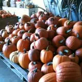 Schaake's Pumpkin Patch photo