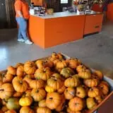 Schaake's Pumpkin Patch photo