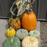 Schaake's Pumpkin Patch photo