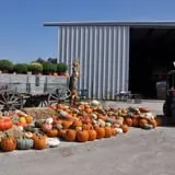 Schaake's Pumpkin Patch photo
