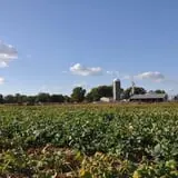 Schaake's Pumpkin Patch photo