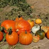 Schaake's Pumpkin Patch photo