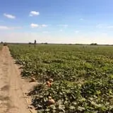Schaake's Pumpkin Patch photo