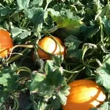 Schaake's Pumpkin Patch photo