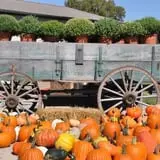 Schaake's Pumpkin Patch photo