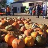 Schaake's Pumpkin Patch photo
