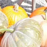 Schaake's Pumpkin Patch photo