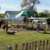 Buffalo Pumpkin Patch photo
