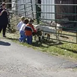 Buffalo Pumpkin Patch photo