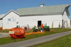 Buffalo Pumpkin Patch